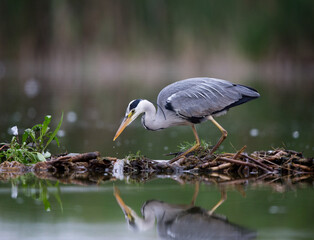 Grey heron hunting fish