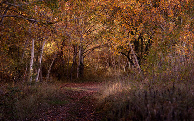 Fototapeta premium sous-bois