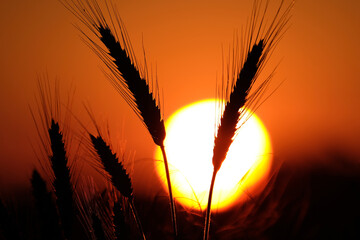 Rye ears Silhouette with huge sun,sunset and fiery red sky background.