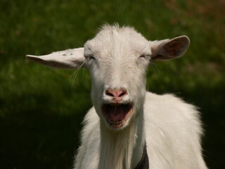 White goat bleating - portrait of a funny white goat bleating, Ukraine