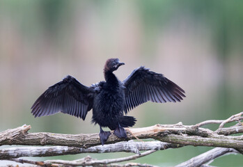 Grebe bird with spread wings on branch