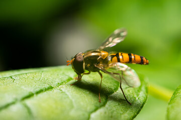 A wasp-like fly. A fly with yellow and black stripes on the abdomen. Insect life in the wild.