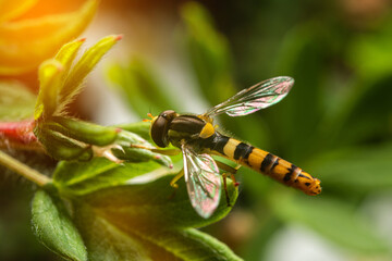 A wasp-like fly. A fly with yellow and black stripes on the abdomen. Insect life in the wild.