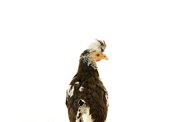 Chicken, chicken wing on a white background