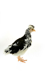 Chicken, chicken wing on a white background