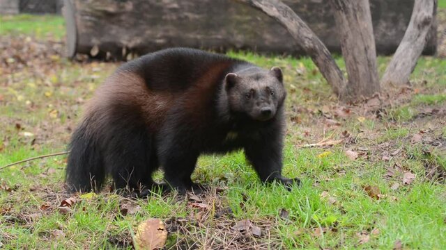 Wolverine (Gulo gulo)