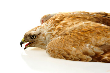 The eagle head features on a white background