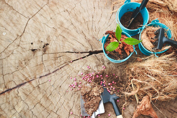 planting a little tree in the mini blue pot with the shovel and soil on the natural wood background