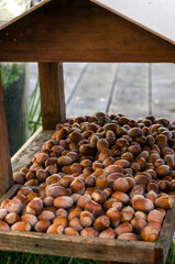 close up of a heap of hazelnuts in a hut. raw organic hazelnuts background. vertical format.