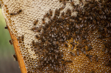 close up of bees on honeycomb