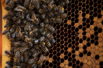bees producing honey