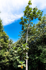 Breadfruit (Artocarpus altilis)