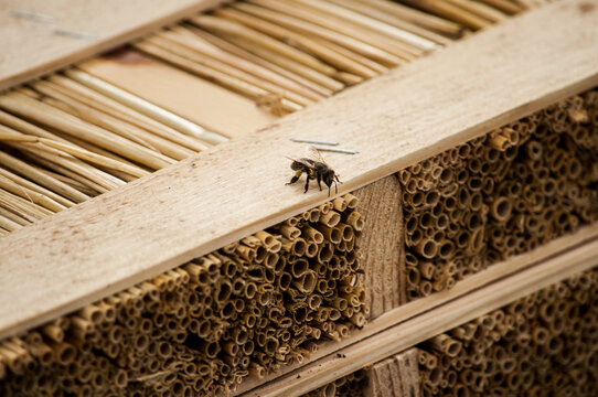 bees in the beehive