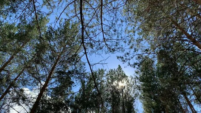 Tops of trees swaying in wind. Close up of pine forest.