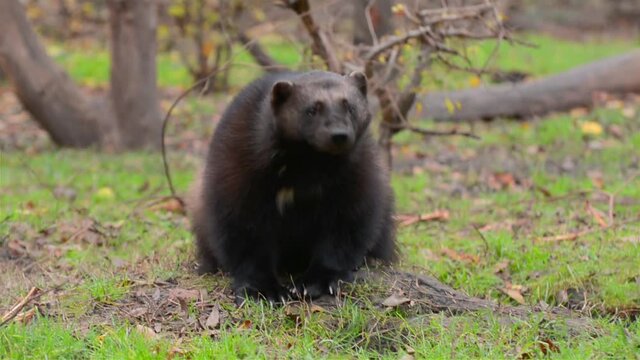 Wolverine (Gulo gulo)