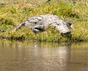 Large Crocodile laying on the river bank