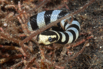 serpente di mare bocca gialla, Laticauda colubrina