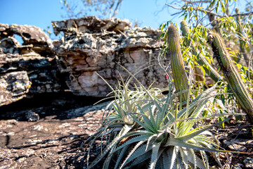 cactus, vegetation and rock