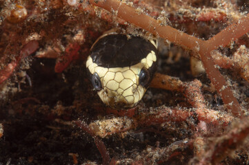 serpente di mare bocca gialla, Laticauda colubrina