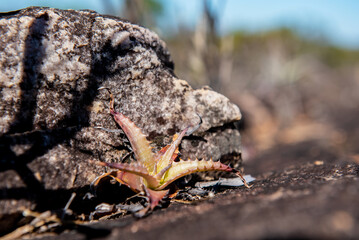 vegetation and rock