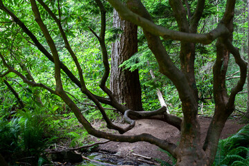 Woodland view in summer time. Freestyle tree trunks and branches revealing the flourishing aspect of the season.