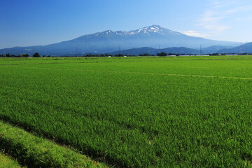 山形　初夏　田園風景と鳥海山