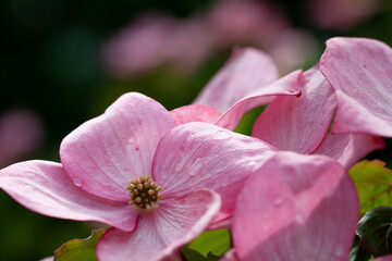 Closeup of pink Dogwood blossom