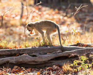 Vervet monkey playing with a red leaf on a log
