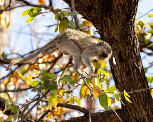 young vervet monkey in the trees