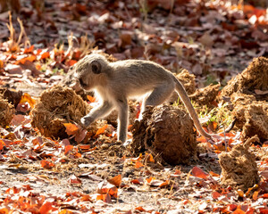 young vervet monkey walking through the red leaves