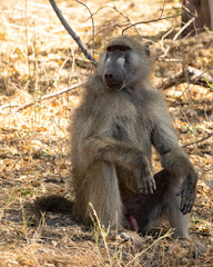 Baboon sitting on the ground