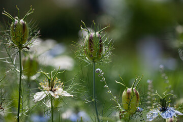 Meadow shot highlighting part of the flowers and fruits in the area.