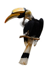 The Great Hornbill on branch on white background.