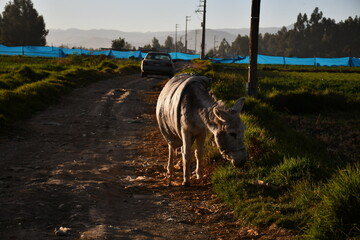Burro y autom&oacute;vil 