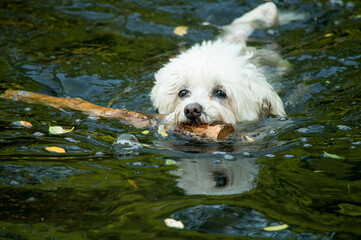 white dog in the water