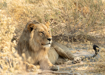 Lion male whole body laying in the grass