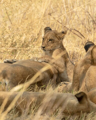 Fototapeta premium Lion pride with adults and cubs laying in the shade and cubs are playing