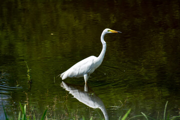White heron in search of food on the lake of medium reeds