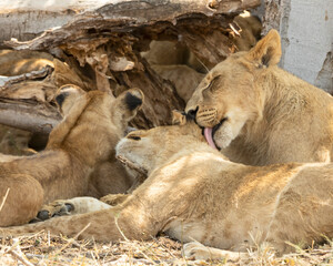 Lions grooming each other
