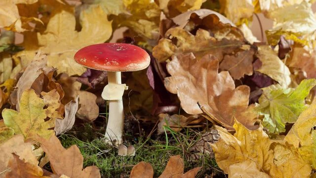 mushroom growing amanita and the leaves, toadstools, 4k, timelapse, studio