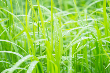 Close up of wet green grass after the rain. selective focus