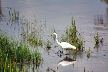 White heron in search of food on the lake of medium reeds