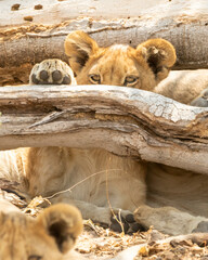 Lion cup peeking above a log with paw