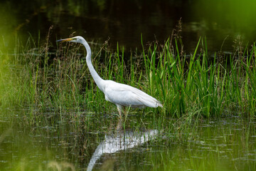 White heron in search of food on the lake of medium reeds