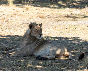 Lion laying in the shade
