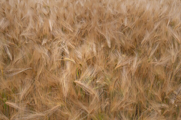 Close up Picture on the riped wheat filed. Dried yellow gold grains and straws in the summer day and blue sky waiting for the combine harvester.