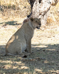 Lioness heavily pregnant