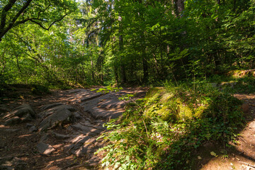 Fototapeta na wymiar A path in the Monticolo forest full of summer greenery in Italian South Tyrol