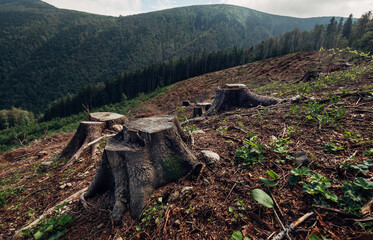 Stumps field as a result of Clearcutting process in forestry industry in Slovak Republic. Save Nature ecology concept image. © Soloviova Liudmyla