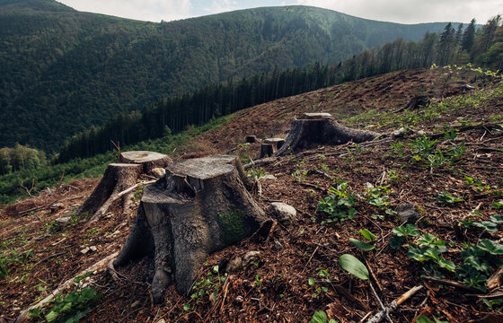 Stumps field as a result of Clearcutting process in forestry industry in Slovak Republic. Save Nature ecology concept image.